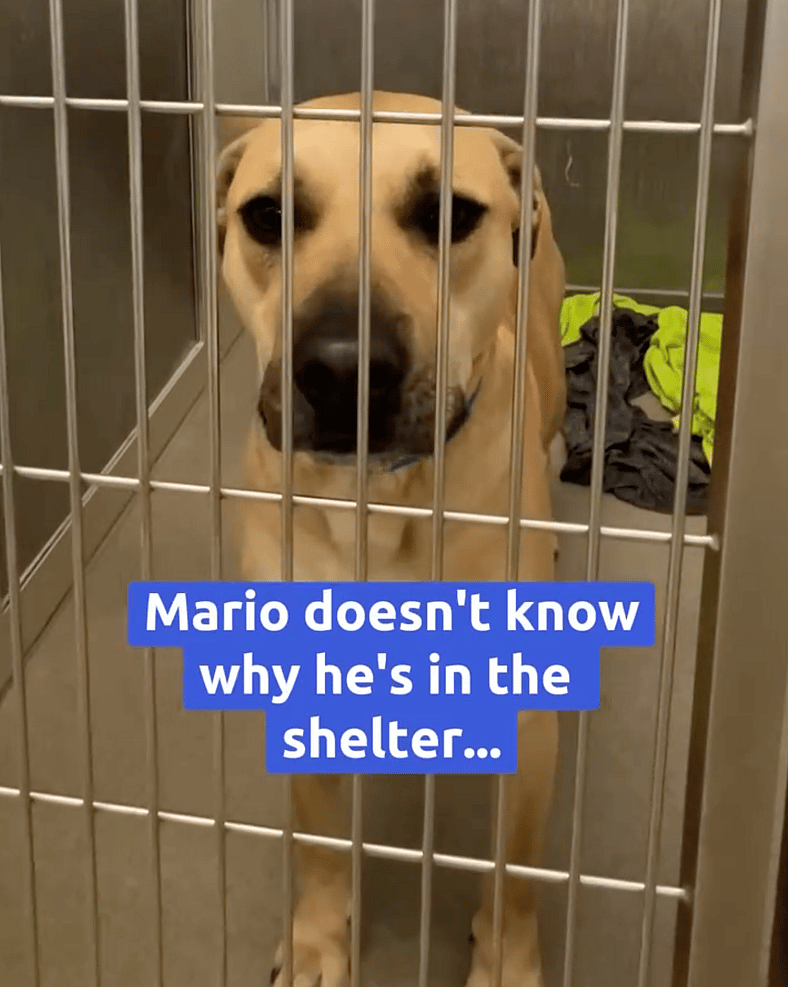 Pitbull Thought He Was Going for a Fun Car Ride—But He Was Dumped at the Shelter Instead